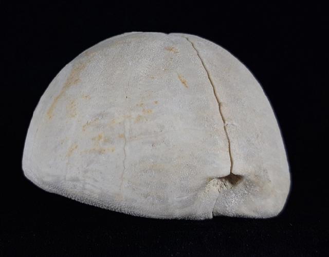 Hemipneustes striatoradiatus (LESKE 1778) - Bild © FossNet FossilienStore